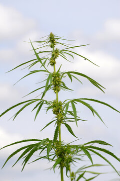 Kulturhanf,  Hanf, Cannabaceae, Cannabis sativa
