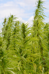 Kulturhanf,  Hanf, Cannabaceae, Cannabis sativa