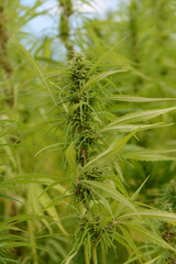 Kulturhanf,  Hanf, Cannabaceae, Cannabis sativa