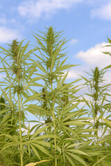 Kulturhanf,  Hanf, Cannabaceae, Cannabis sativa