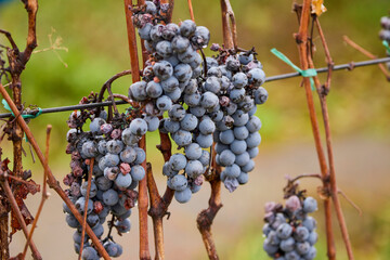 grapes on a branch left until frost to be used in making ice wine.