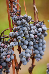 grapes on a branch left until frost to be used in making ice wine.