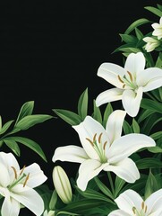 Obraz premium Elegant White Lilies Against Dark Background for Floral Design