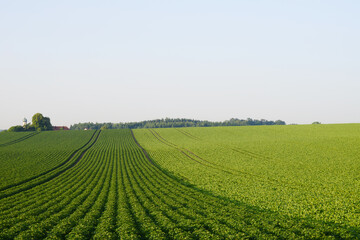 Kartoffel, Kartoffeln vor Reihenschluß
