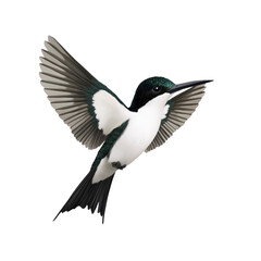 Fototapeta premium Elegant Black-and-White Hummingbird in Flight Against White Background