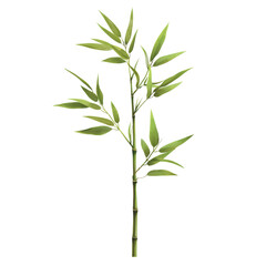 Fototapeta premium Bamboo plant with green leaves and slender stalk, ideal for nature themes isolated on transparent background