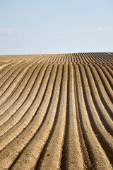 Kartoffel, Kartoffeln, vor Auflauf