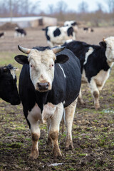 Vertically - a herd of cows in a muddy field.