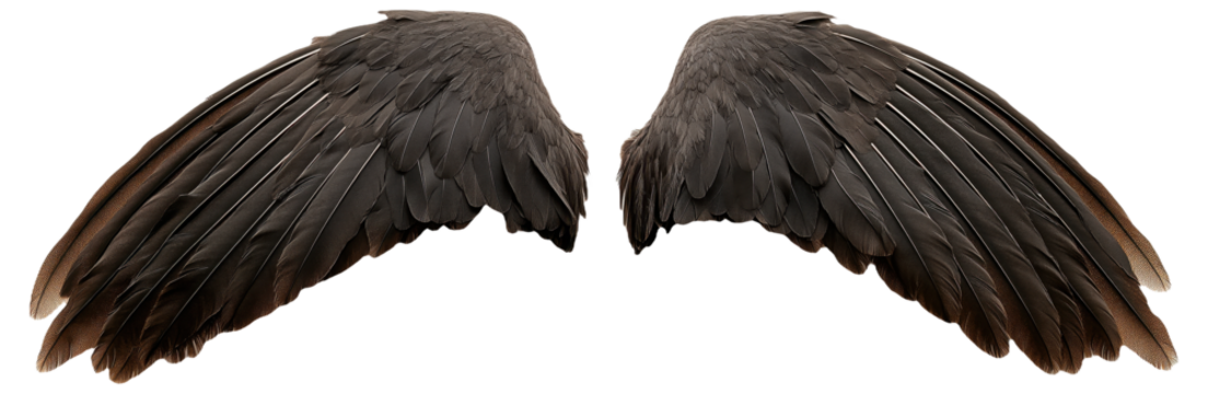 PNG Black bird wings isolated on white background