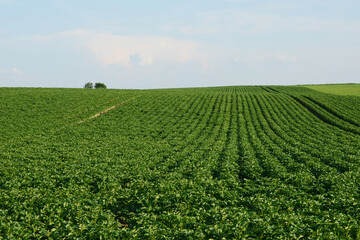 Kartoffel, Kartoffeln vor Reihenschluß