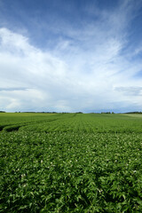 Kartoffel, Kartoffeln  nach Reihenschluß
