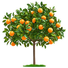 vibrant orange tree with lush green leaves and ripe oranges, perfect for nature lovers. isolated on transparent background
