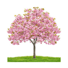 Fototapeta premium Blossoming cherry tree with vibrant pink flowers and lush green grass isolated on transparent background