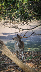 The landscape of Ranthambore National Park in Rajasthan, India