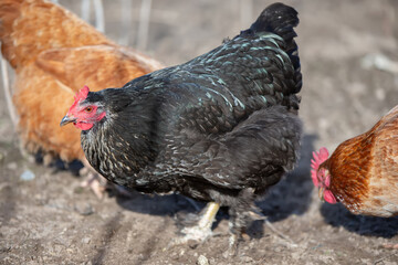 A black chicken stands in front of two other chickens. The black chicken is the largest and is standing on a dirt ground