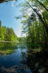 Obraz premium Green forest reflected in the calm water of the lake, beauty in nature.