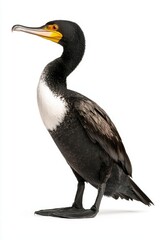 Obraz premium A sleek black cormorant with a distinctive yellow-orange beak and a white patch on its chest, standing upright and poised.
