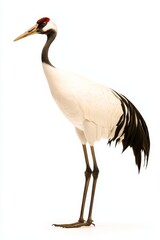 A majestic crane stands tall with striking white and black plumage, showcasing its elegant posture against a plain background.