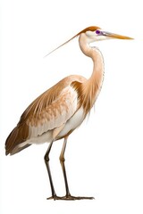 A tall, elegant bird with a long neck and striking features, showcasing a unique color palette and distinctively elongated beak.