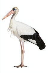 The image shows a stork standing elegantly, characterized by its long legs, white body, and black wing feathers.