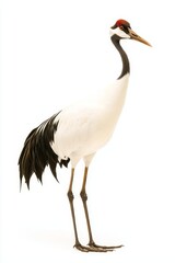 A tall, elegant crane with a distinctive red crown and long legs, standing gracefully against a white background.