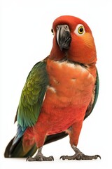 A vibrant parrot with bright red feathers and green accents, showcasing its striking appearance and lively personality.