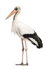 A tall stork with distinctive black and white plumage and a long beak, standing elegantly against a plain background.
