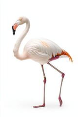 A graceful flamingo stands elegantly against a white background, showcasing its distinct pink feathers and long, slender legs.