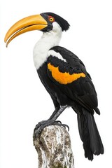 Fototapeta premium A striking toucan with a vibrant orange beak and distinctive black and white plumage perched on a tree stump.