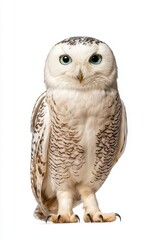 A snowy owl stands gracefully, showcasing its striking white feathers and vibrant blue eyes against...