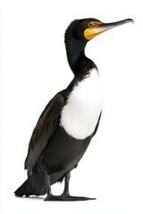A cormorant stands upright, showcasing its sleek black feathers and distinctive yellow throat patch against a plain background.