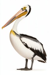 A large, elegant pelican stands tall, showcasing its distinctive long beak and striking black and white plumage.