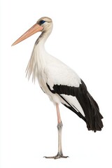 A tall stork with a long beak stands elegantly, showcasing its distinctive black and white plumage against a plain background.