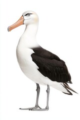 Obraz premium A striking albatross stands gracefully, showcasing its distinctive black and white plumage and long wingspan, embodying elegance and grace.