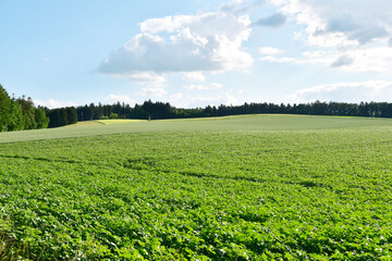 Kartoffel, Kartoffeln vor Reihenschluß