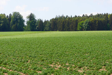 Kartoffel, Kartoffeln vor Reihenschluß