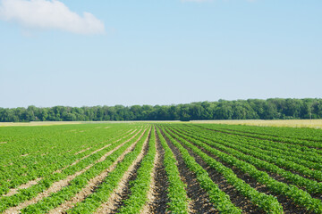 Kartoffel, Kartoffeln vor Reihenschlu&szlig;