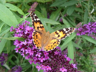 butterfly on flower