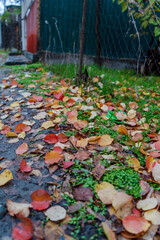 Obraz premium A picturesque autumn scene featuring a mix of colorful fallen leaves in shades of red, yellow, and orange scattered on a damp ground. The background includes a fence and a hint of greenery