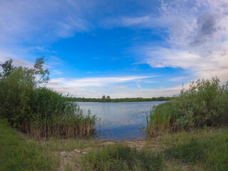 Summer landscape with a delta and a quiet lake reflecting a willow in the water. Natural habitat for numerous wild species in the environment. The wonderful green nature in all its splendor