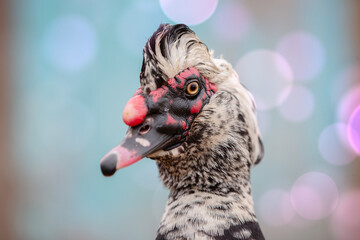 A close-up of the head of an important spotted muscovy duck. It looks at the camera, its thoughts unknown.