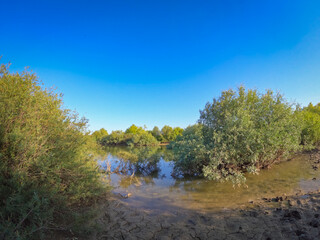 Summer landscape with a delta and a quiet lake reflecting a willow in the water. Natural habitat...