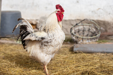 Birds on the farm. White rooster with a speckled tail close-up.