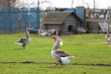 A greylag goose is grazing in a meadow on a farmyard with its flock. It walks swaggeringly.
