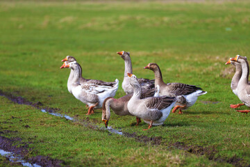 Geese graze on a green meadow. A flock of domestic geese walks one after another across the field.