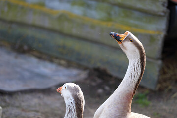 Fototapeta premium Close-up of a white goose with an orange beak. Breeding poultry for meat.