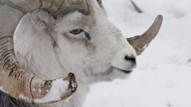 Male Thinhorn Sheep Close-up In Yukon Wildlife Preserve, Canada.
