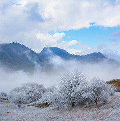 forest on misty mountain slope covered by a snow, winter mountan landscape
