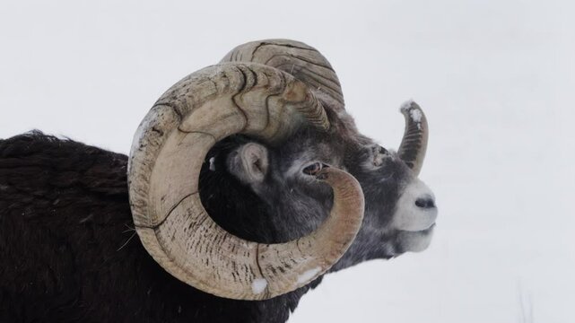 Male Stone Sheep (ovis dalli stonei) During Winter In Yukon Territory, Canada. Close-up Shot
