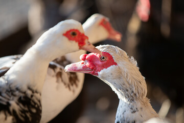 Birds on the farm. Close-up of Muscovy ducks.